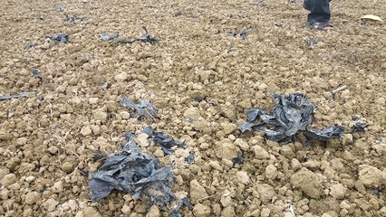 生物降解地膜率先應用東方農業生產