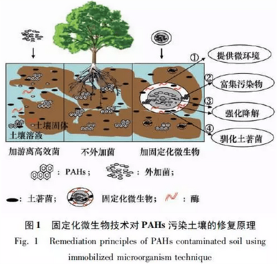 固定化微生物技術修復PAHs污染土壤的研究進展