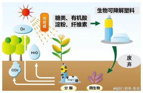 生物穩定性考察 鋸末 小麥和小米殼制無粘合劑塑料的可行性