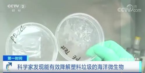 我國科學(xué)家發(fā)現(xiàn)能降解塑料菌群 把塑料吃成 碎片